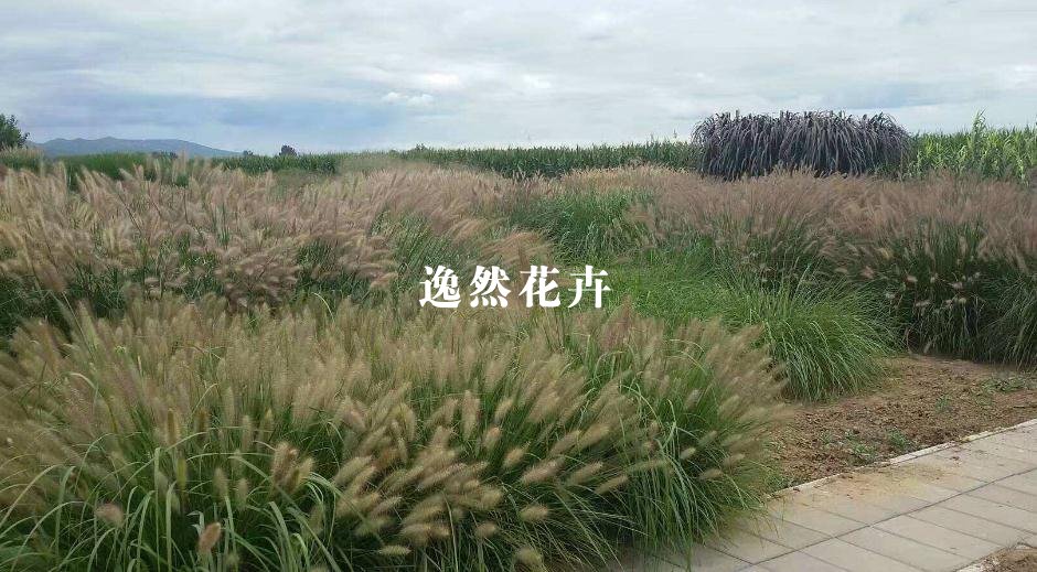 观赏草基地