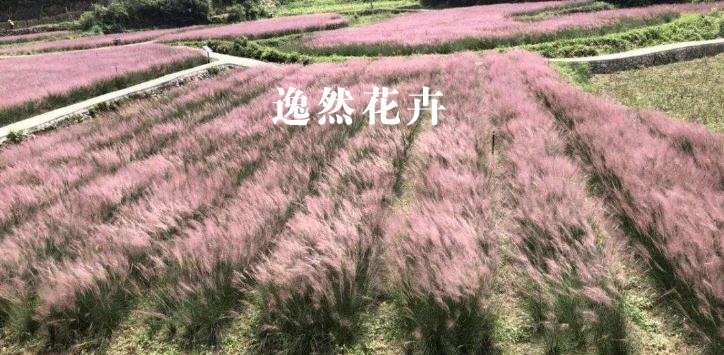 河南观赏草基地_逸然花卉